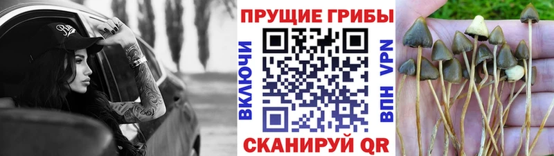 Галлюциногенные грибы прущие грибы  Юрьев-Польский 